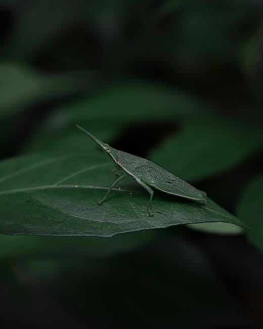 A close-up photograph of a green leaf with a small, leafhopper insect resting on its surface. The leaf has a smooth texture and visible veins, with droplets of water near the insect. The background is