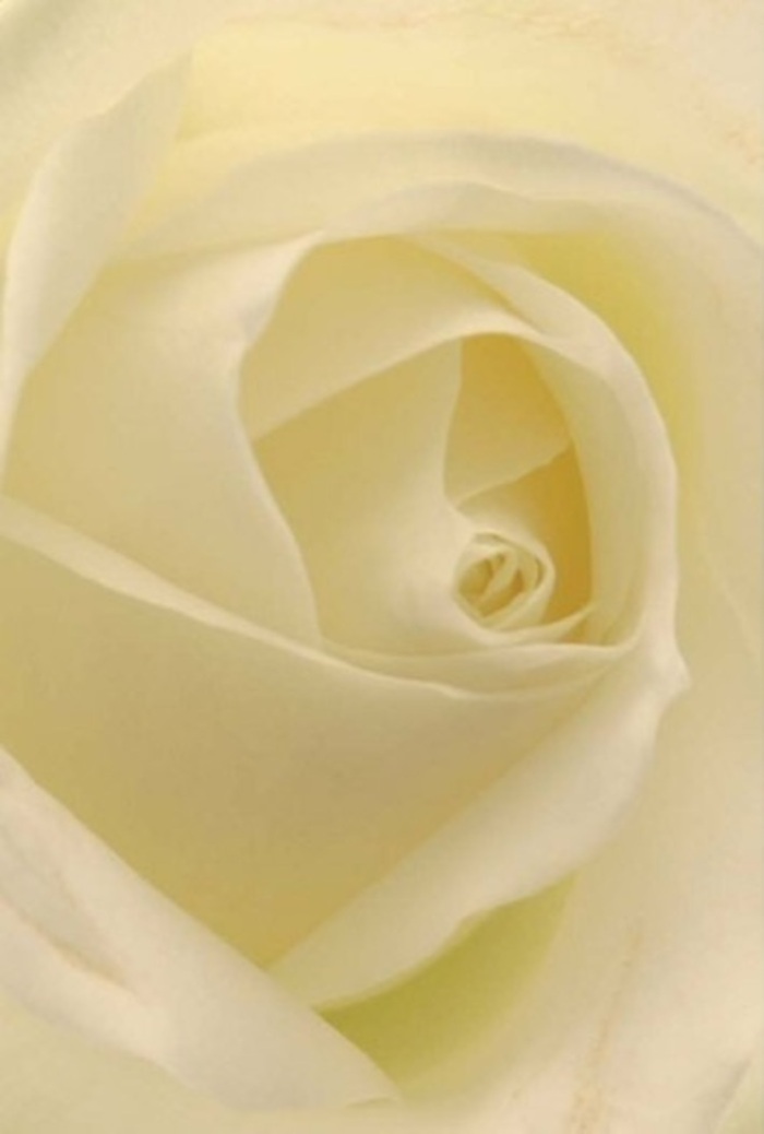 Viewed up close within a New Malden studio, this classic white rose mesmerizes with its tranquil layering and impeccable sophistication. The petals, soft and undulating, showcase subtle gradients of white and creamy ivory, recalling the gentle play of sunlight over the lawns of Blagdon Road or leafy haven of Malden Green. Illuminated as if glowing softly from within, each petal appears both sturdy and ephemeral-a study in balance and grace that embodies the spirit of heartfelt gestures. As a florist, I've seen how such roses become the centerpiece at local weddings in nearby halls or are chosen as personal tokens of apology, affection, or enduring friendship. The bloom's spiraled core, nearly perfect in its formation, alludes to purity and steadfast resilience, while minute inflections of colour and shadow lend further depth. The impression is serene, calling to mind the fresh, soothing fragrance that so many customers along the New Malden High Street cherish. Whether gracing a Sunday brunch table, offered in memory of a loved one, or expressing the joy of new beginnings, this rose feels as appropriate as it is breathtaking, its artistry resonating with every intended sentiment.